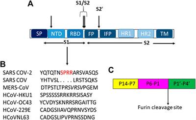 Perspectives in Peptide-Based Vaccination Strategies for Syndrome Coronavirus 2 Pandemic
